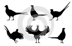 Common pheasant Phasianus colchicus silhouettes set